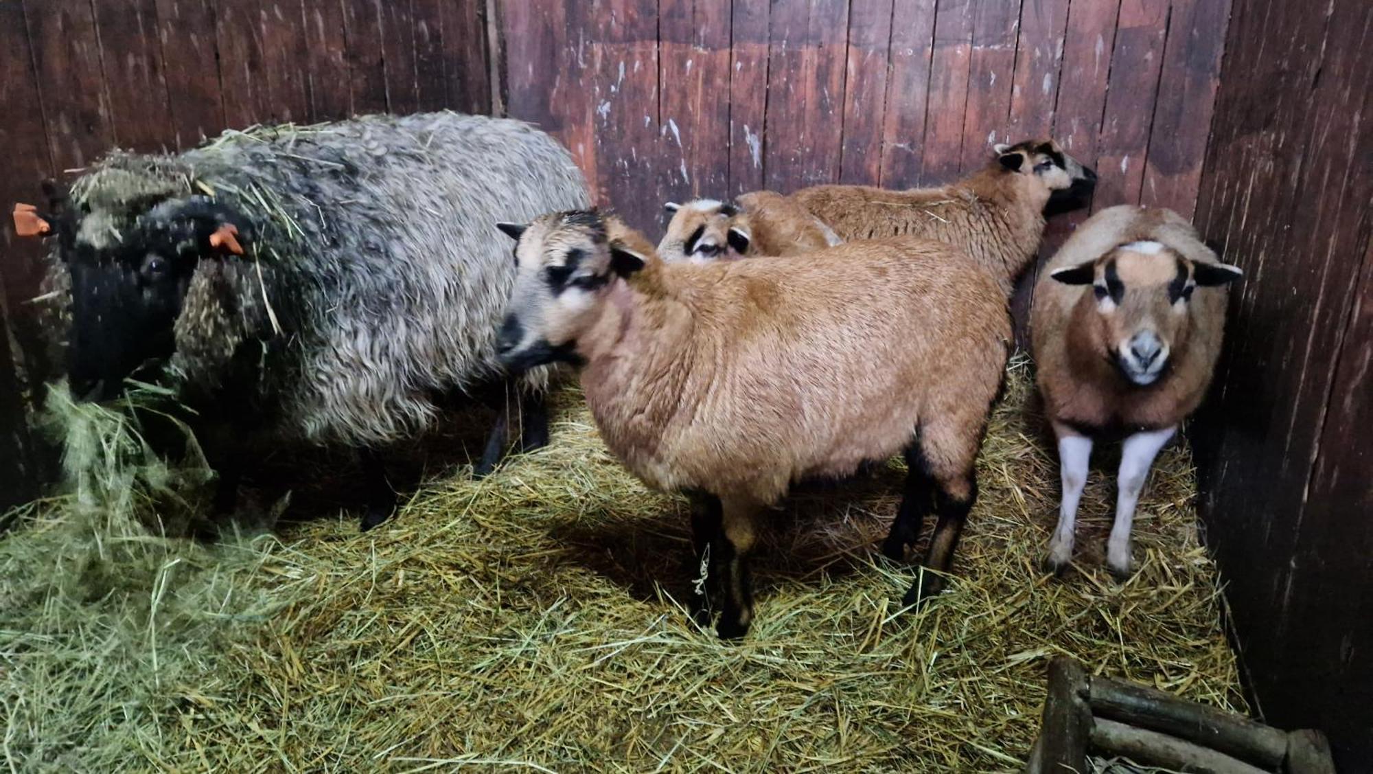 فيلا Rancho Colorado Trzciel المظهر الخارجي الصورة